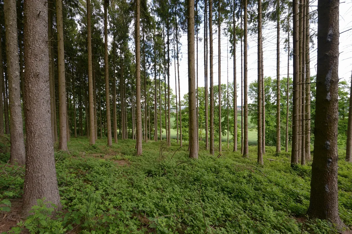 Fichten Im Landschaftsschutzgebiet "Zu Den Rechen"