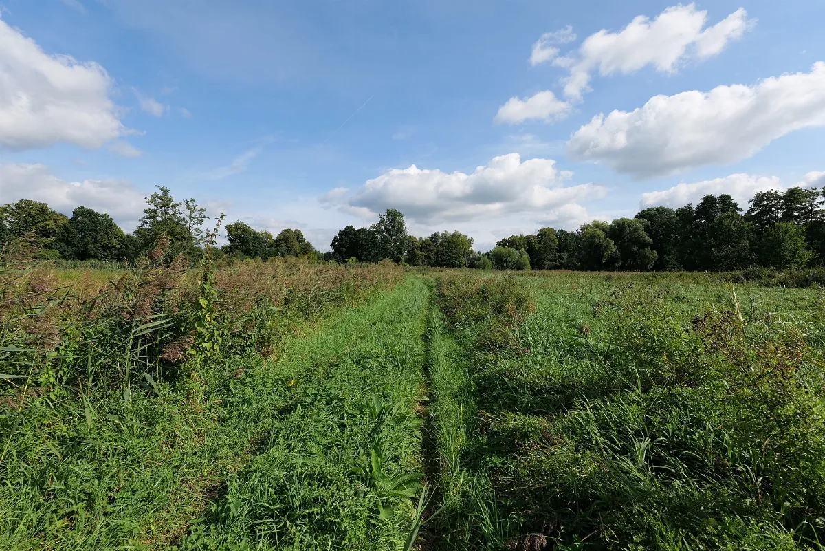 Field In Nsg Schnelle Havel In Neuholland 2021 09 01 04