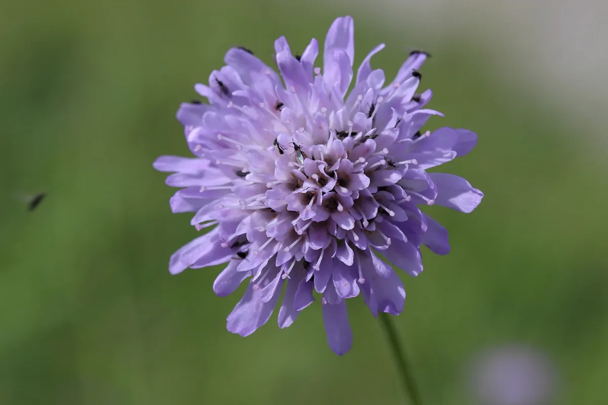 Field Scabious Knautia Arvensis (12766894003)