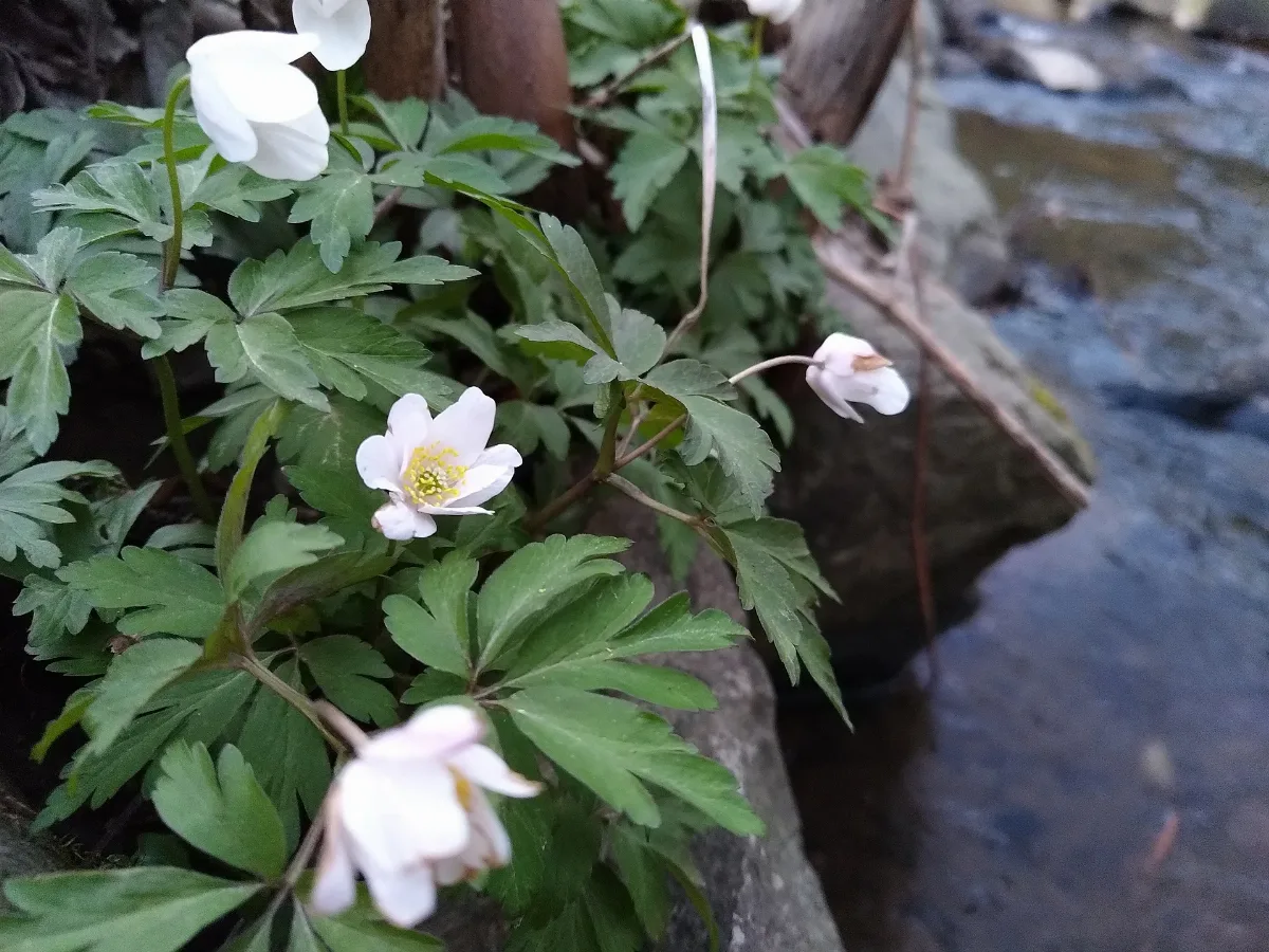 Flora Am Aubach