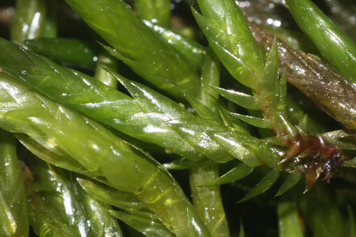 Fontinalis Squamosa (B, 143445 482125) 4244