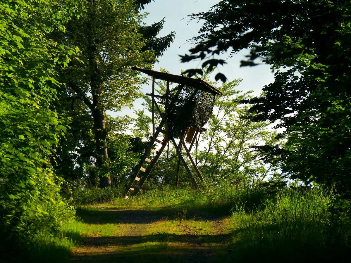 For The Hunter Panoramio