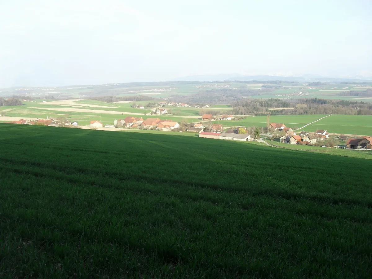 Forel Sur Lucens 4