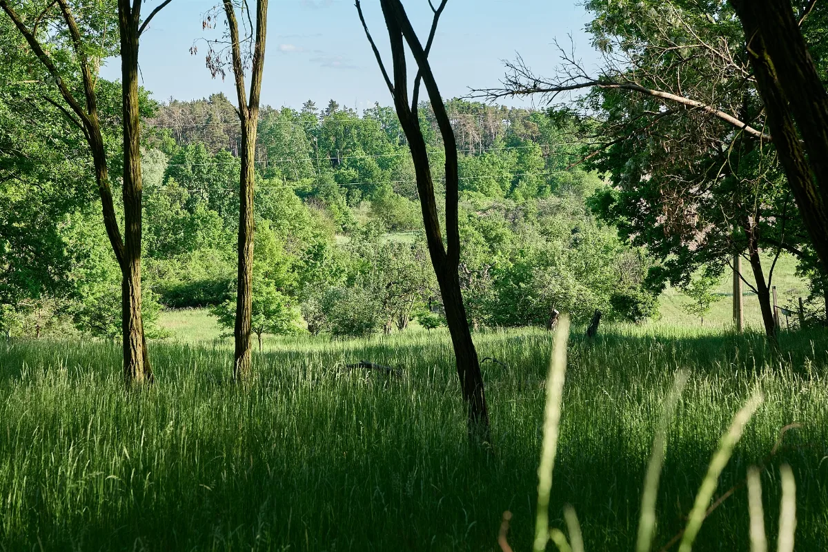 Forest In Deetz 2024 05 11 08