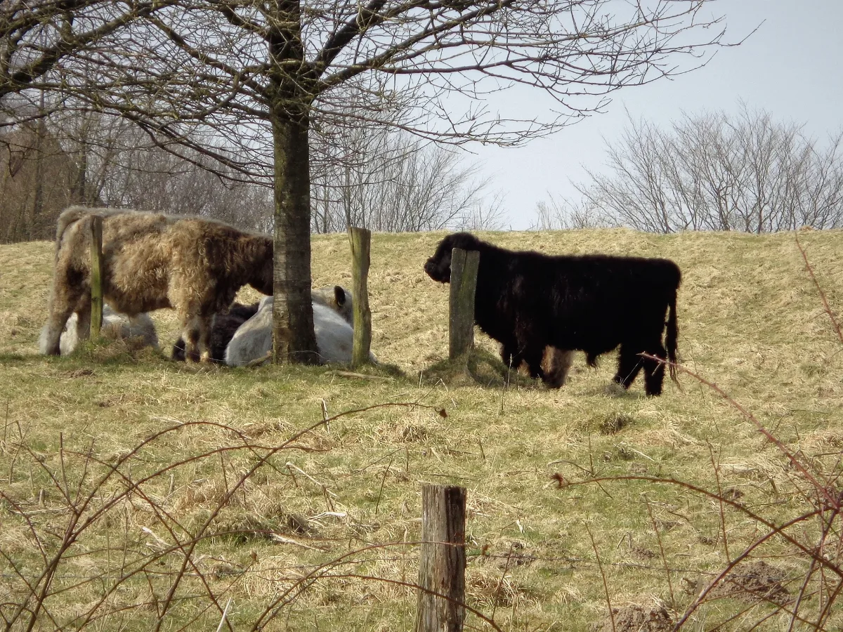 Galloways Schleswig