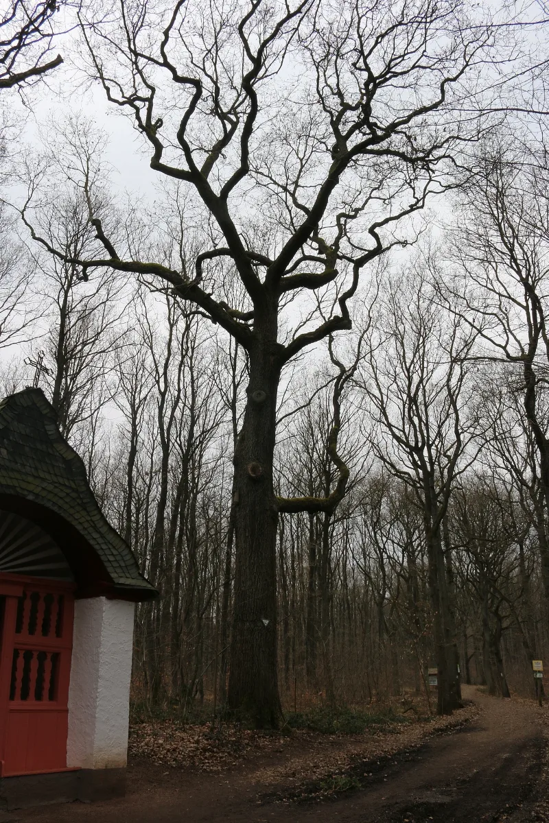 Geisenheim Eiche An Der Antoniuskapelle (Nd 1 03.2015)