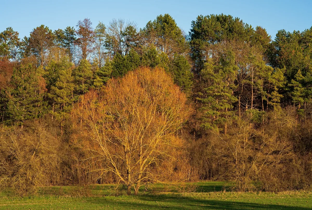 Gemmingen Stebbach Stebbach Tal Bäume Am Bach Und Waldrand
