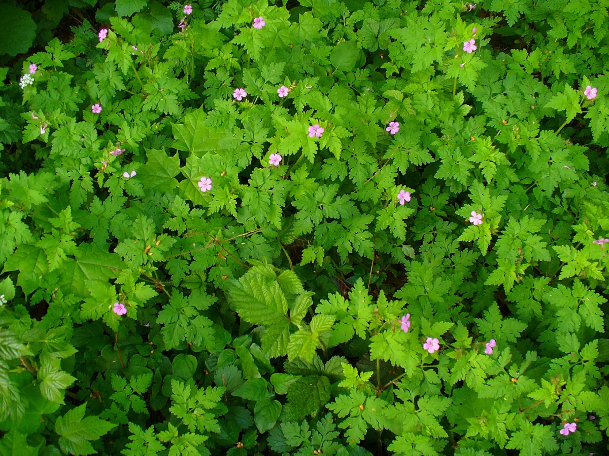 Geranium Robertianum 001