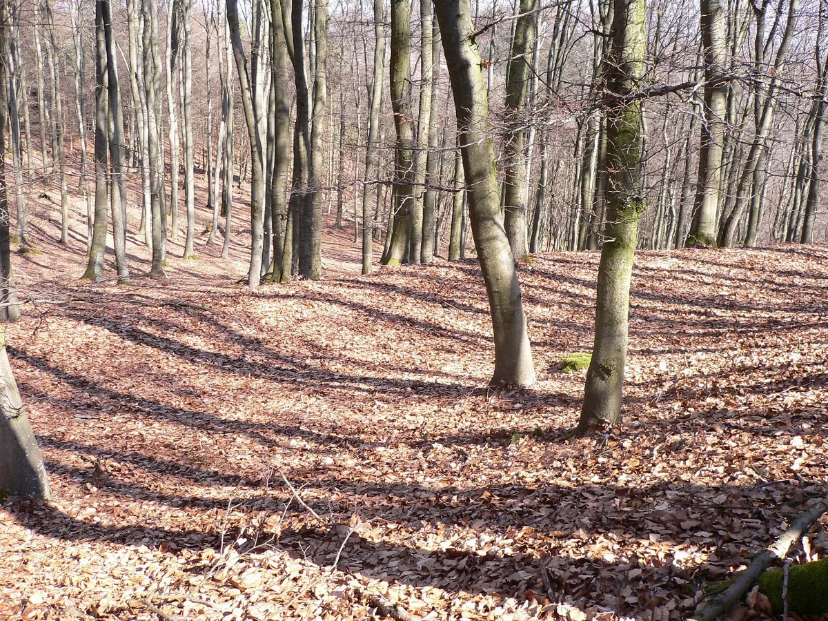 Gladenbach Rachelshausen Daubhaus Wall Nordseite H2Omy Mai 2009