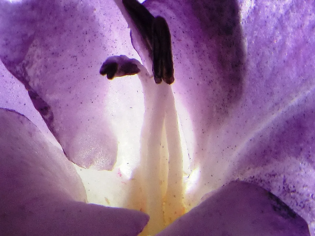 Gladiole 04