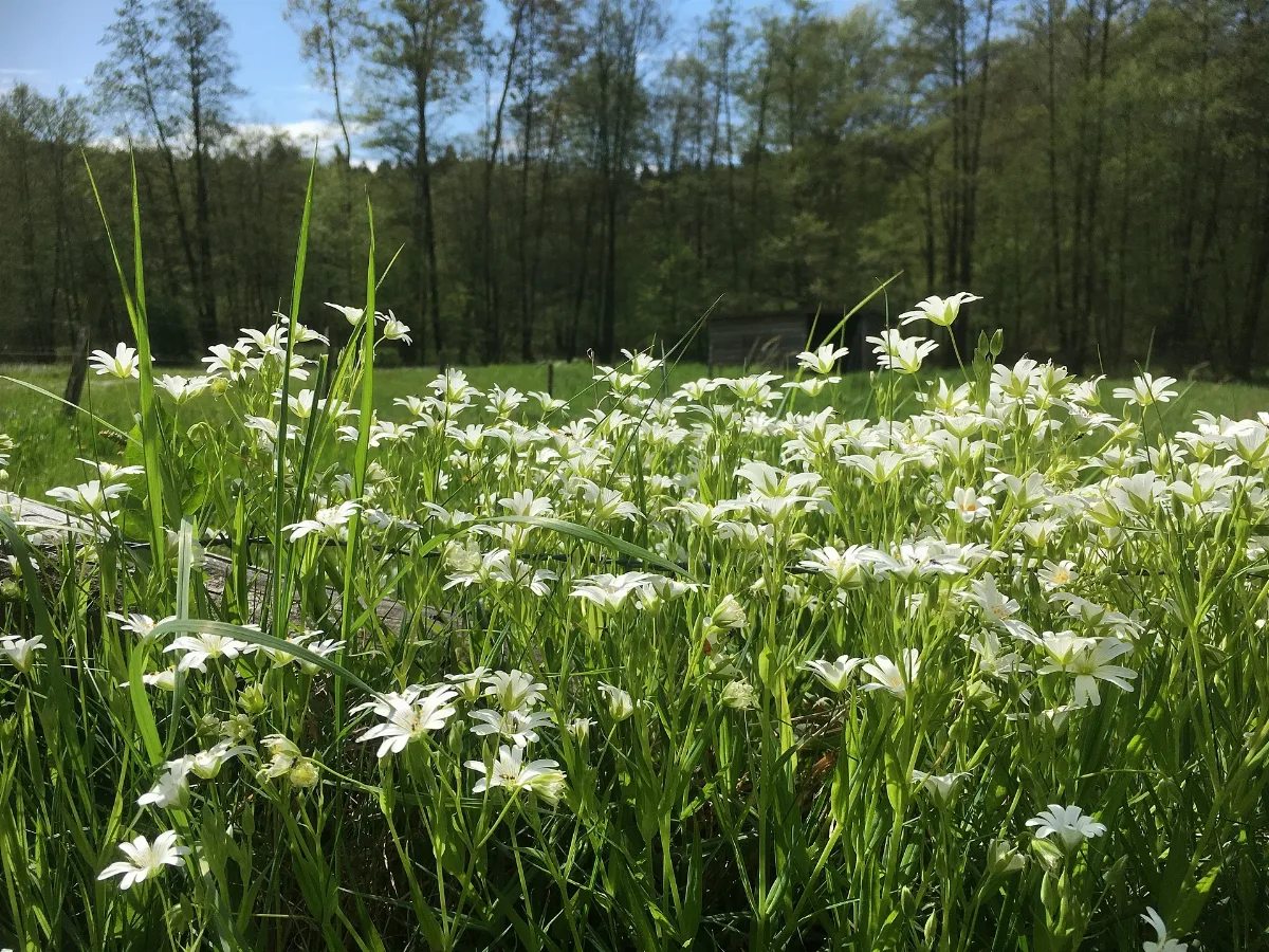 Glashütten Im Hochtaunus