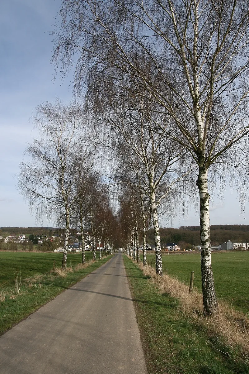 Goddert Westerwald Birch Alley