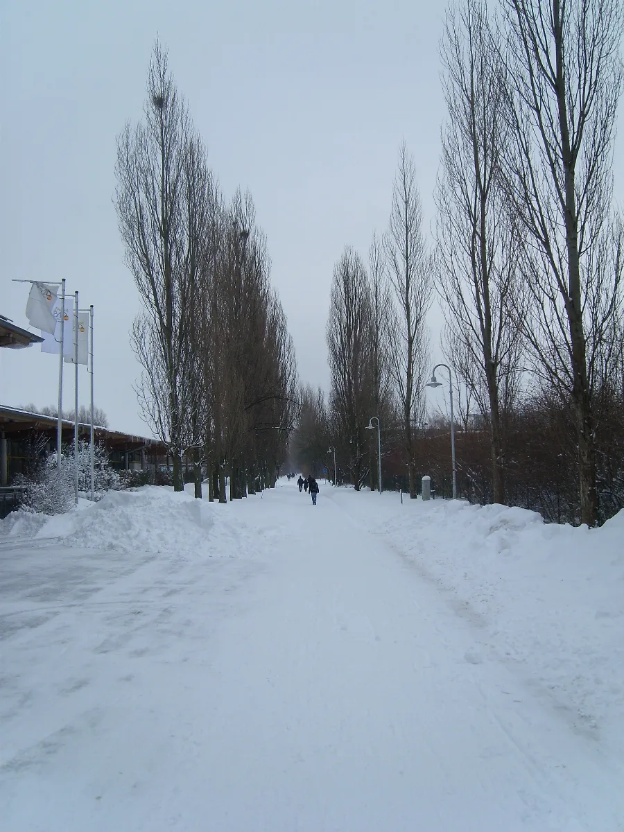 Greifswald Pappelallee January 2010 Sl273640