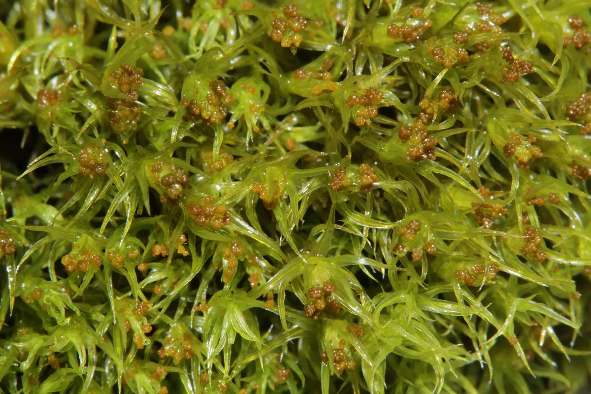 Grimmia Hartmanii (D, 145056 482526) 2046