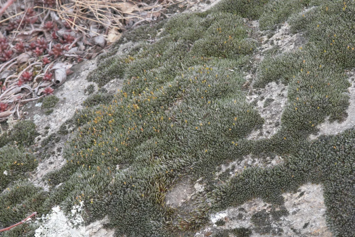 Grimmia Laevigata (D, 153523 482446) 0823