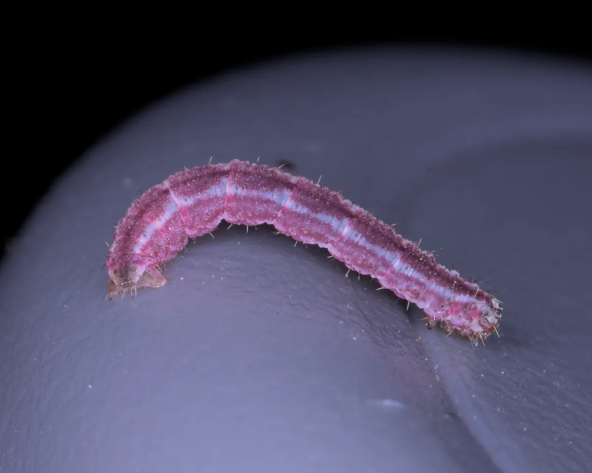 Gymnoscelis Rufifasciata In Schwetzingen