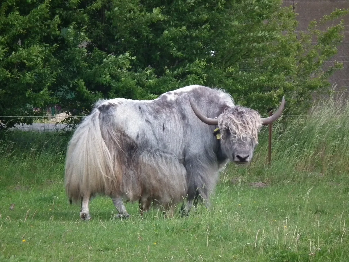 Hähnichen 2017 05 25 02