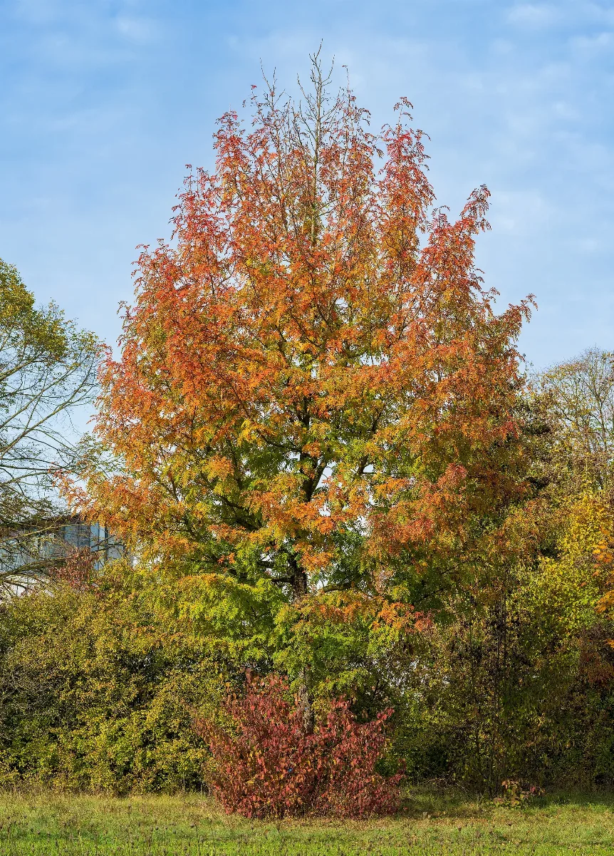 Heilbronn Böckingen Kreuzgrund Familienzentrum Baum Im Herbstlaub (1.2)