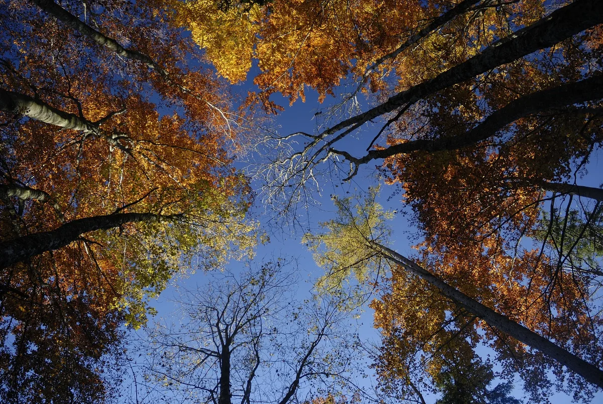 Herbstlicher Buchenwald Bei Gaflenz