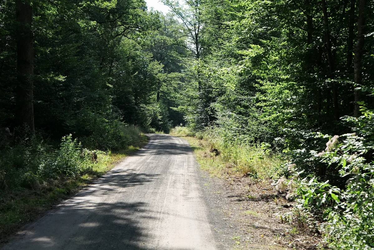Herrenwald Stadtallendorf 2020 08 21 08