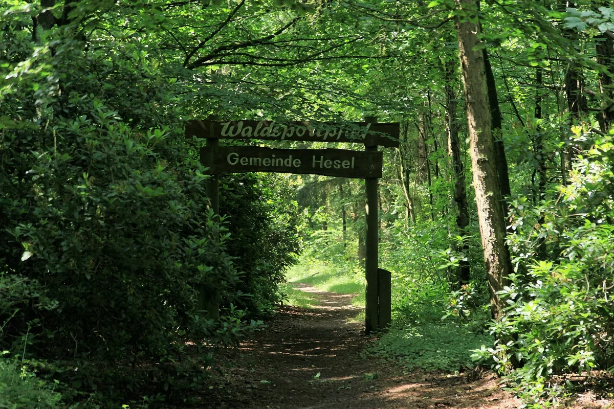 Hesel Heseler Wald 03 Ies