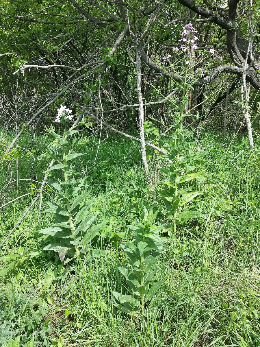 Hesperis Sylvestris Sl1