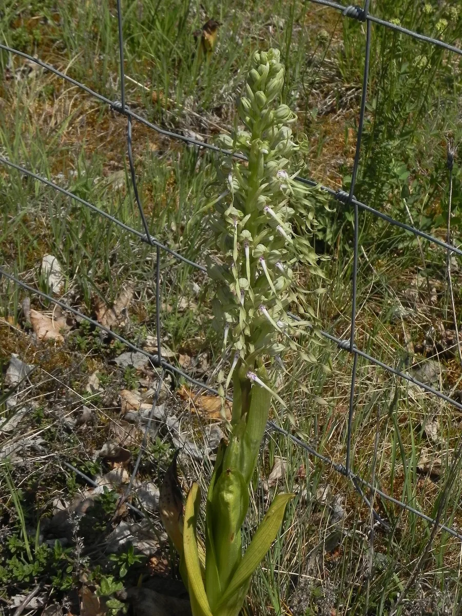 Himantoglossum Hiricnum