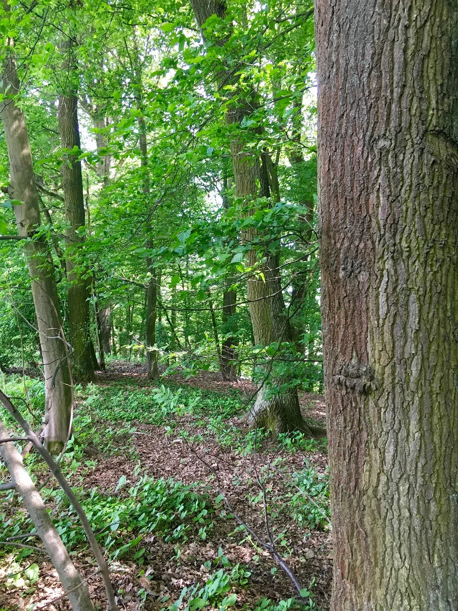 Hirschkäfervorkommen Bei Kleinseebach 1