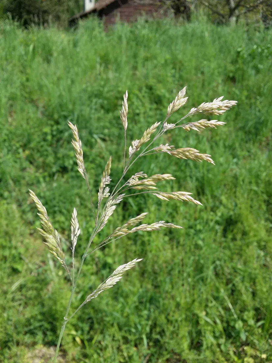 Holcus Lanatus Sl20