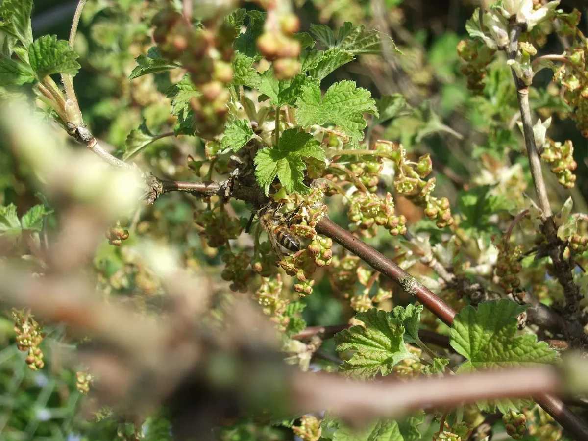 Honeybeeonredcurrant