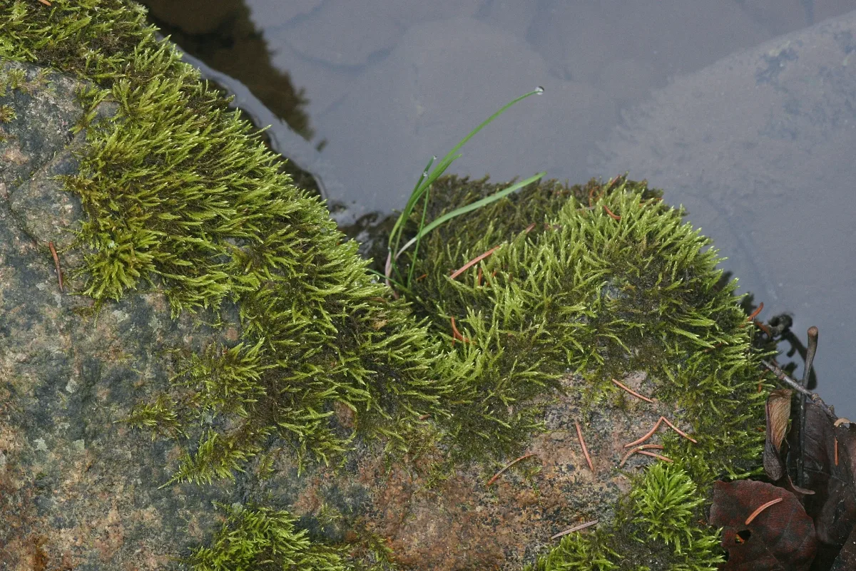 Hygroamblystegium Fluviatile (D, 143553 482324) 4253