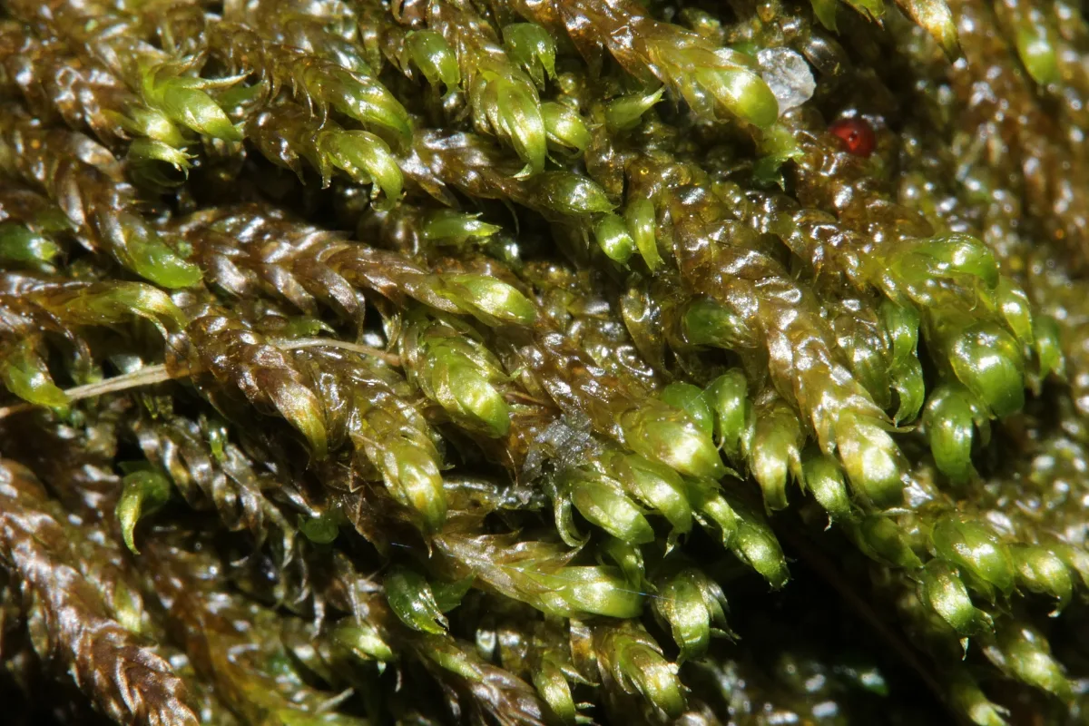 Hygrohypnum Ochraceum (A, 143828 482452) 9656