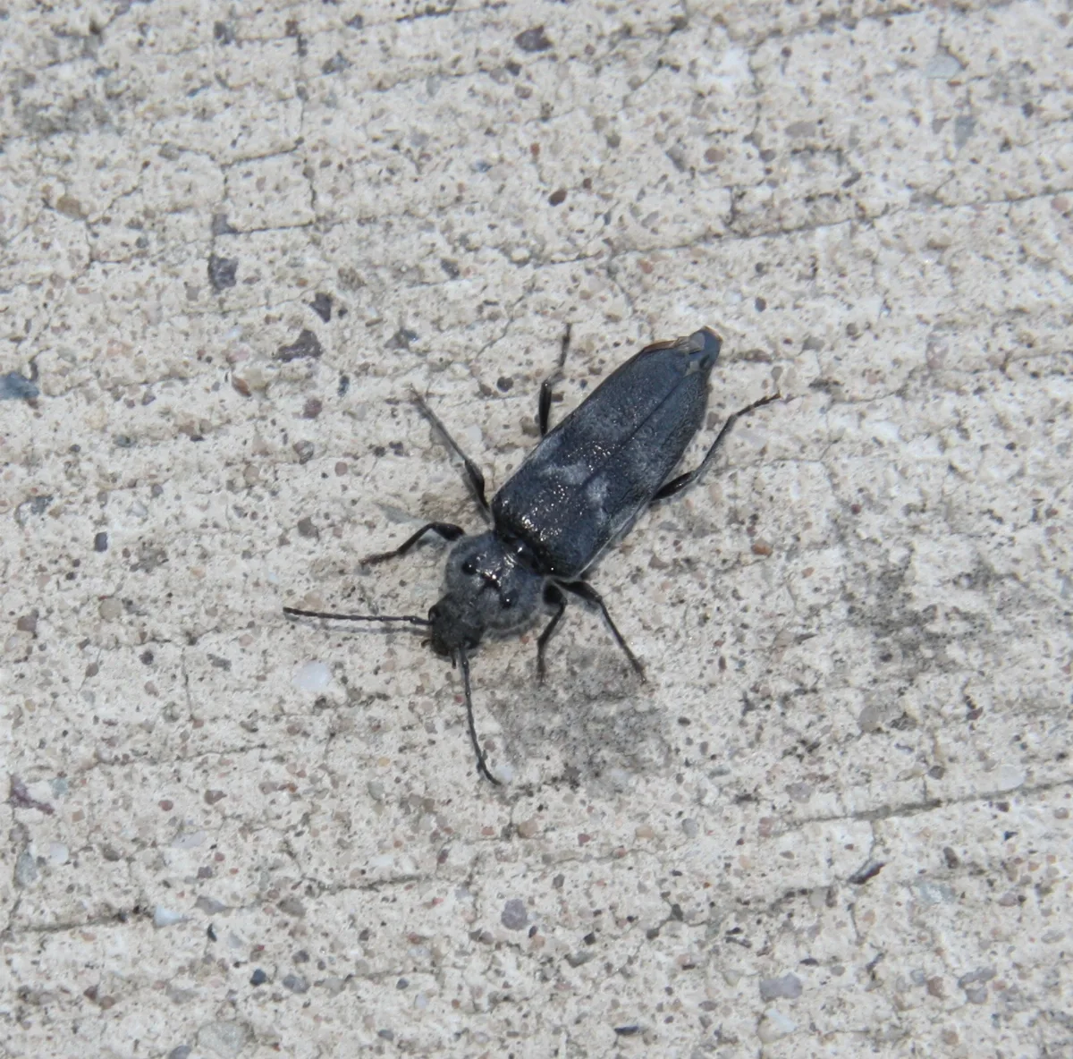 Hylotrupes Bajulus 20130906