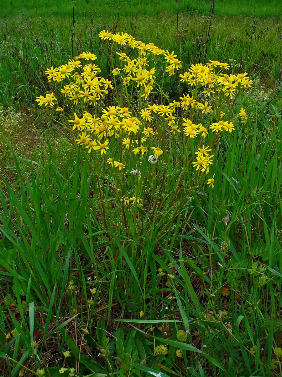 Jacobaea Vulgaris 002