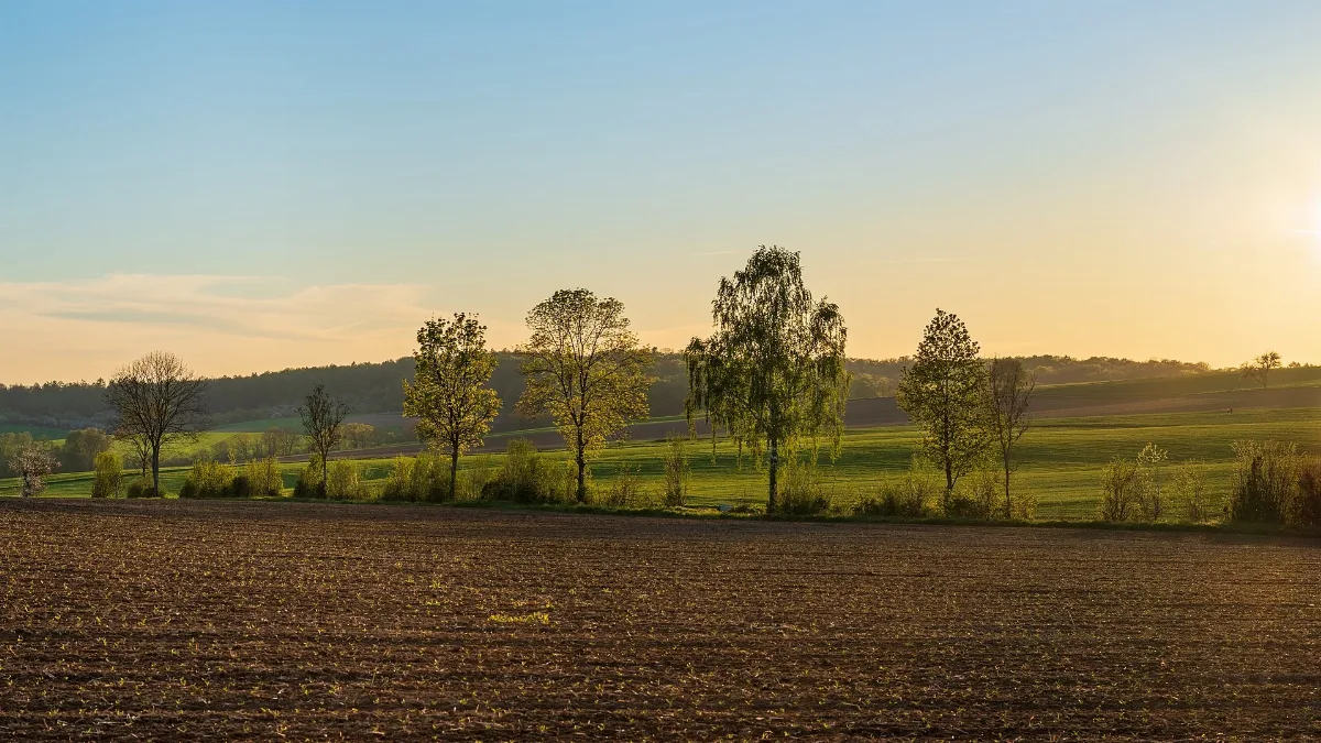 Kirchardt Winden Feldhecken Am Windengraben Im Gegenlicht