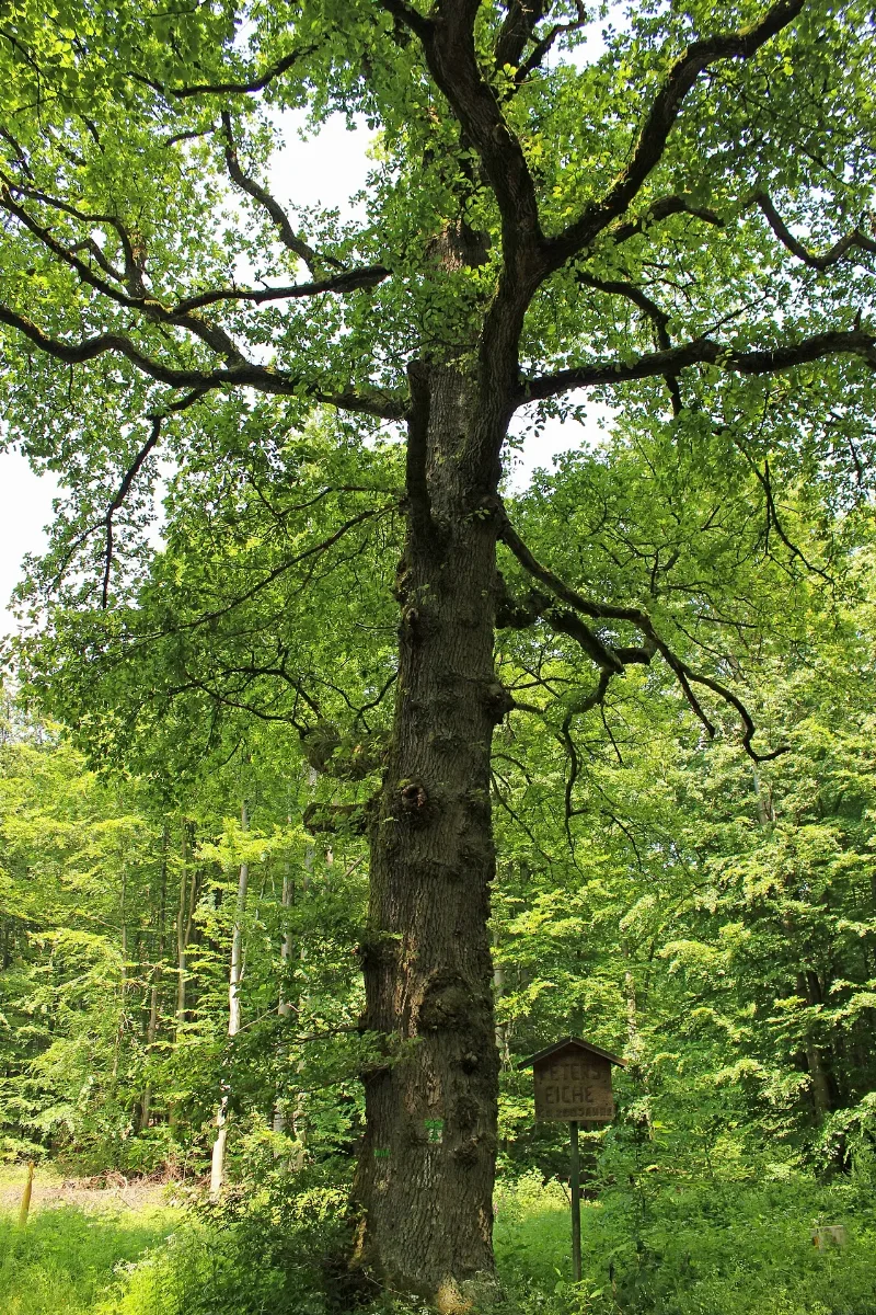 Kirkeler Wald Peterseiche 01