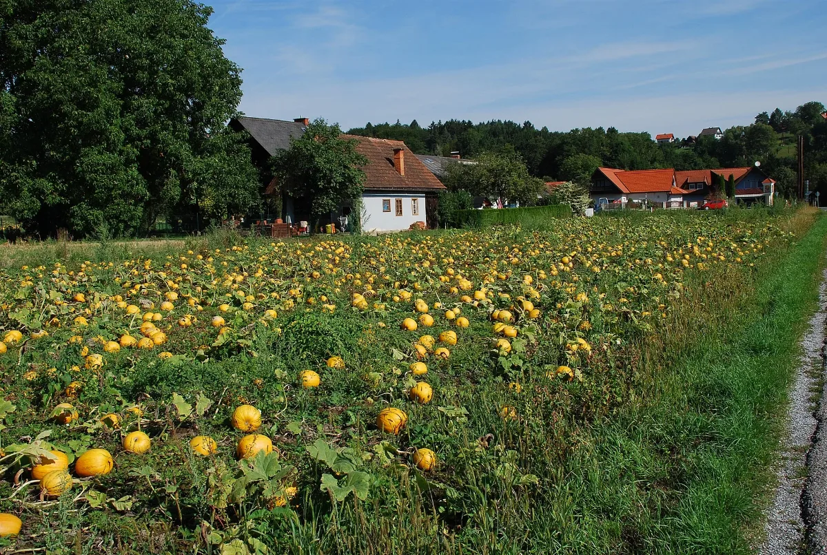 Kürbisfeld Bei Wald In Der Steiermark