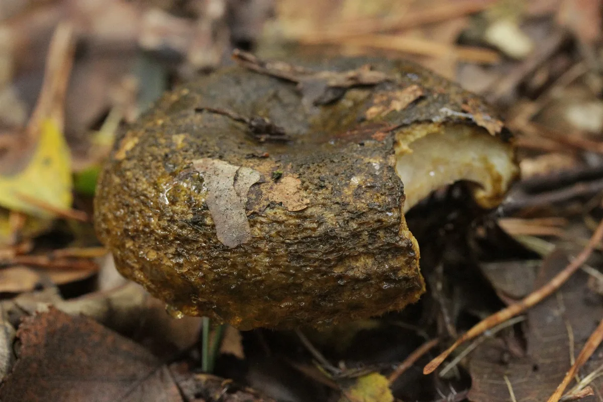 Lactarius Turpis (37896731221)