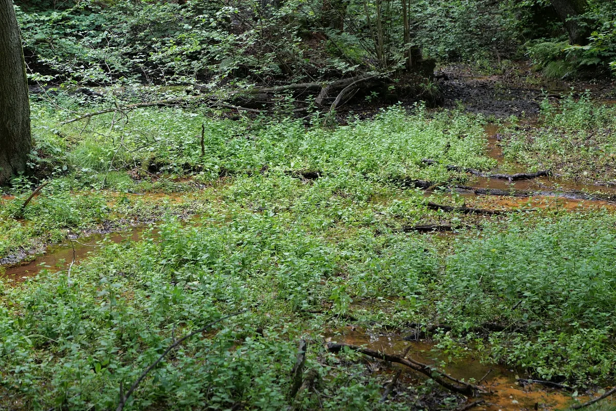Lange Dammwiesen Und Unteres Annatal Near Stienitzsee 2020 07 22 110