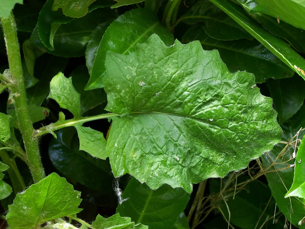 Lapsana Communis Lower Leaf