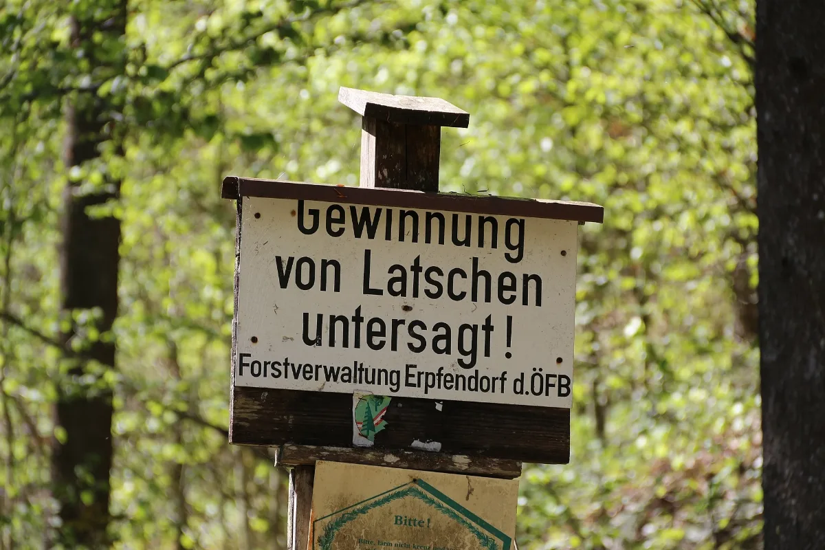 Latschengewinnung, Kirchdorf In Tirol