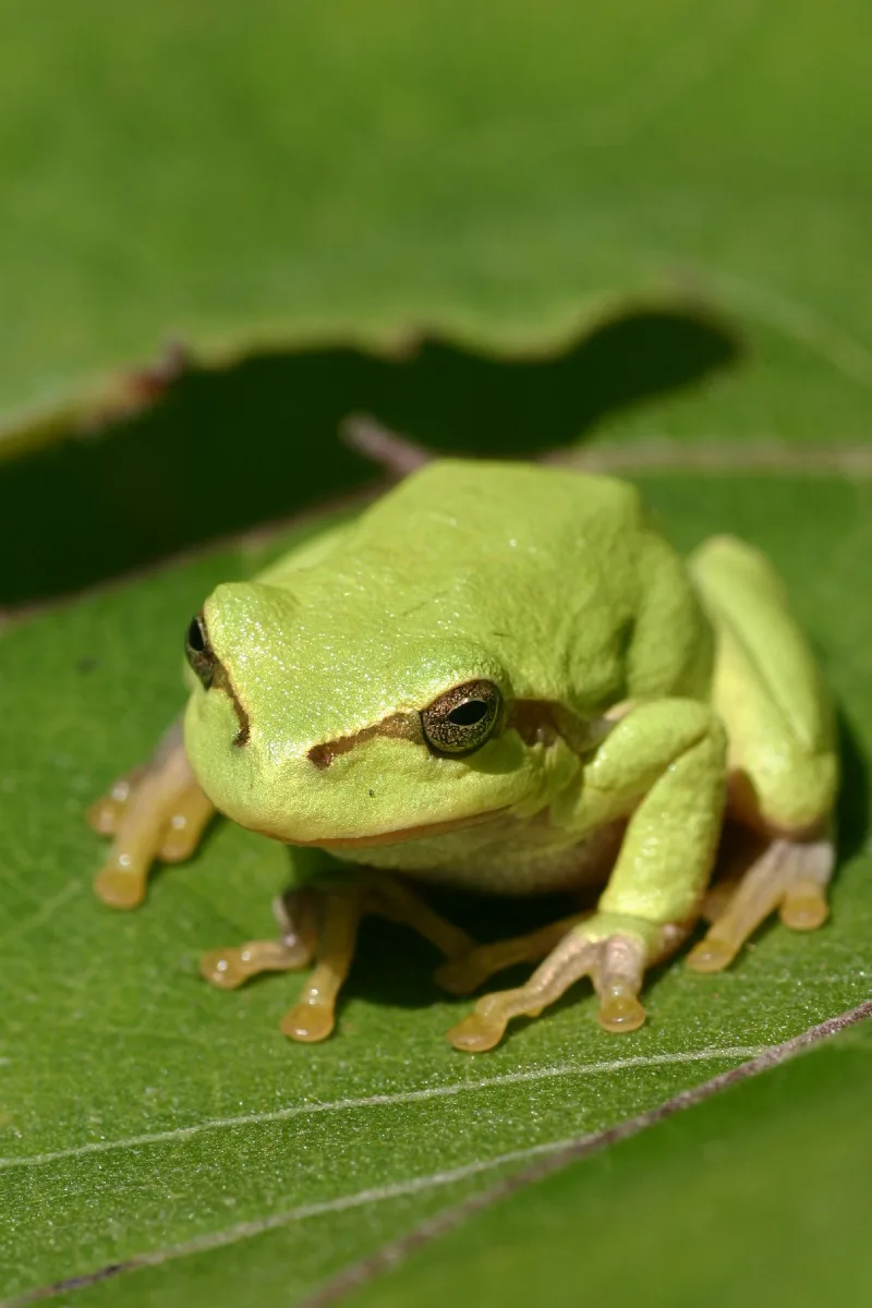 Laubfrosch