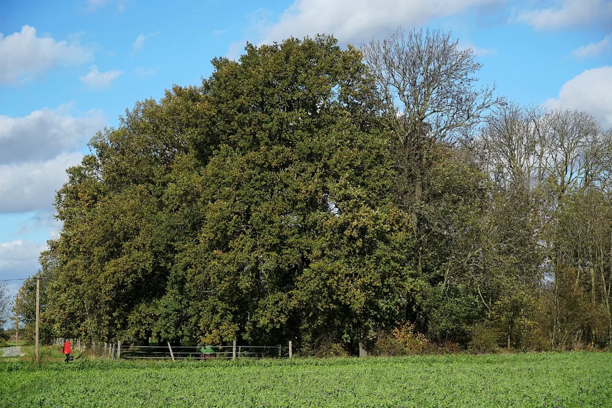 Lb 095 Mönchengladbach; Grünflächen Mit Althölzern (Eichen) Und Wäldchen (Eichen) Östlich Von Odenkirchen