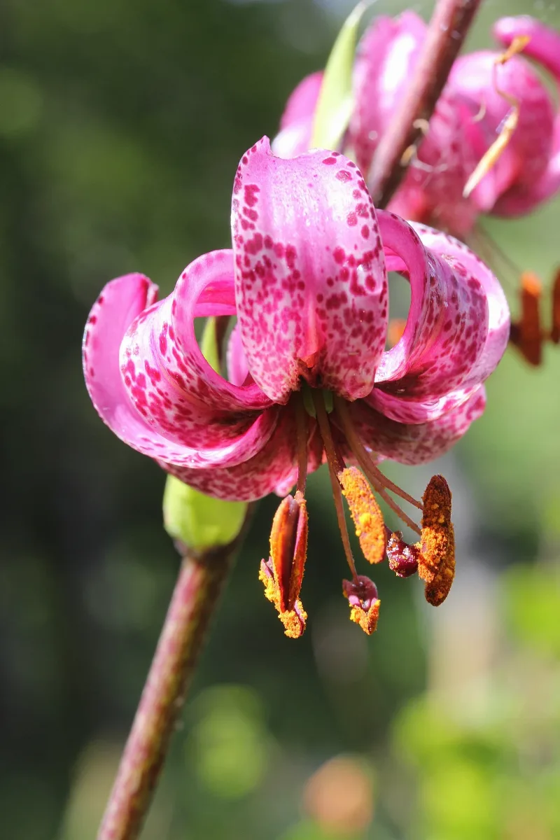 Lilium Martagon (14356536577)