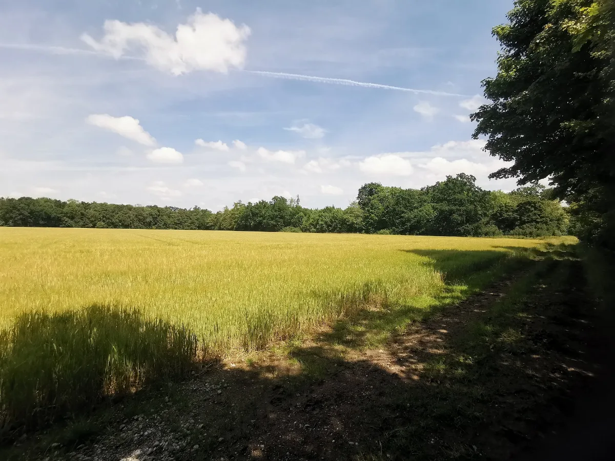 Lochhamer Schlag Natur Zwischen Großhadern Und Gräfelfing 01