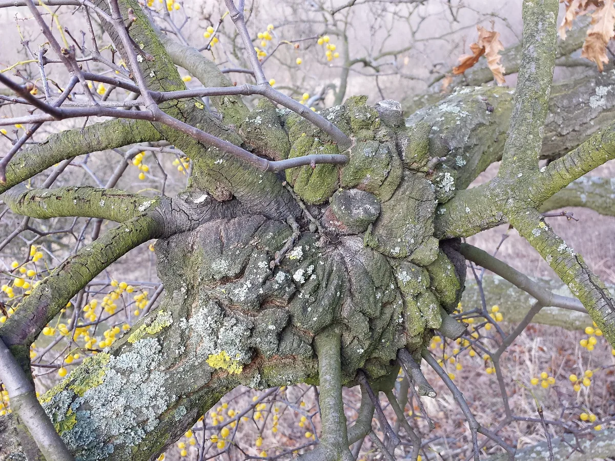 Loranthus Europaeus Sl3