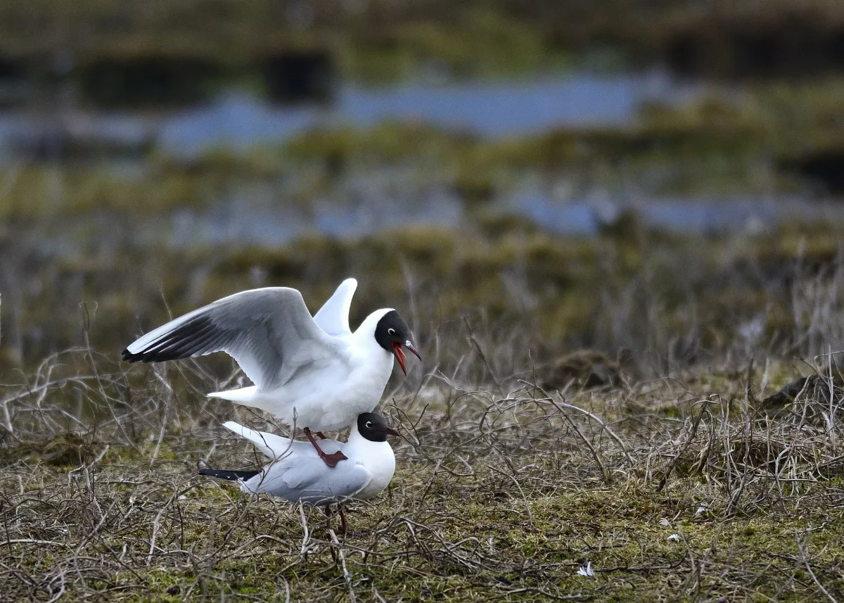 Mating Season (6974052513)