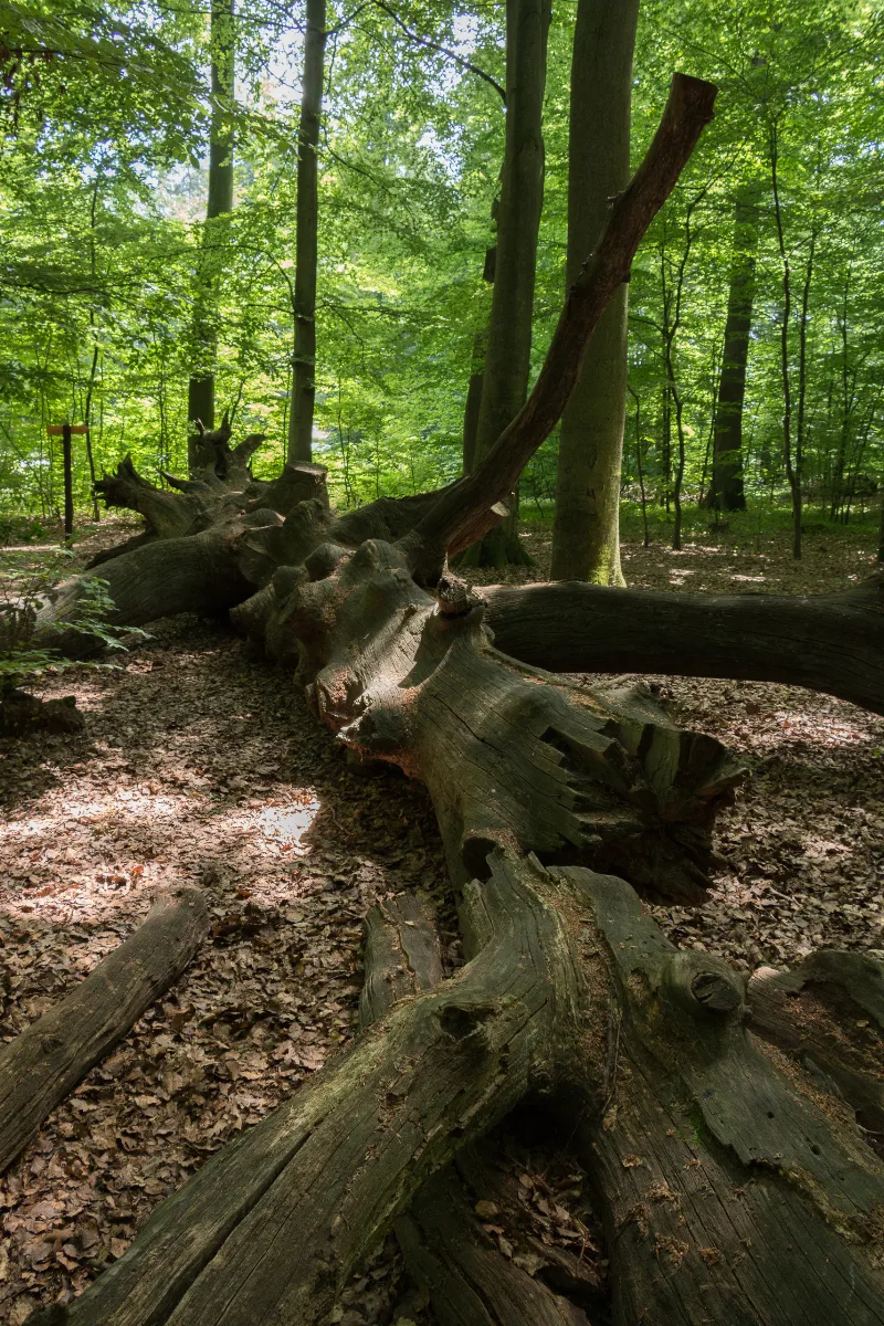 Mk12981 Nd Monstranzenbaum