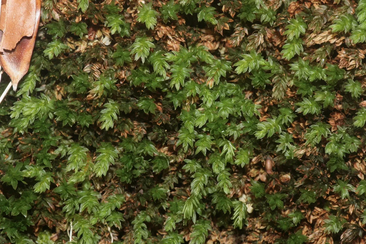 Mnium Thomsonii (A, 142806 474610) 8709