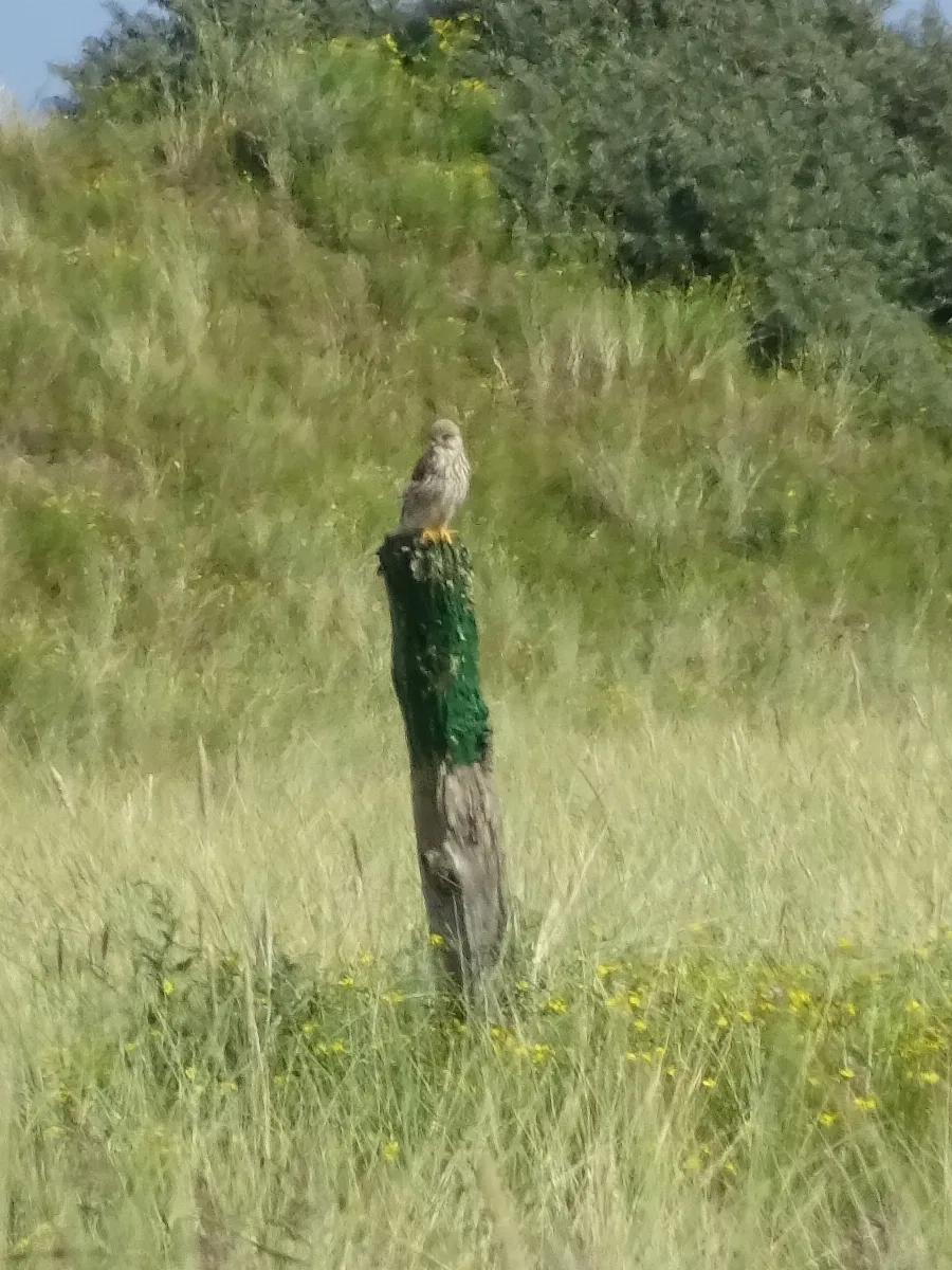 Nationalpark Niedersächsisches Wattenmeer Falke Auf Der Ostplate Spiekeroog (10)